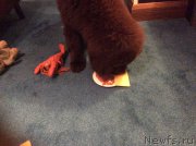 Превью фото № 173743