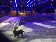 Превью фото № 173745