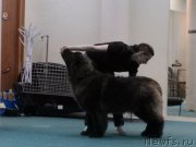 Превью фото № 173770