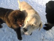 Превью фото № 173780