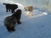 Превью фото № 173781