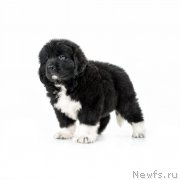 Превью фото № 173818