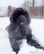 Превью фото № 173822