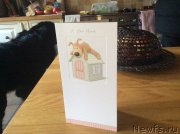 Превью фото № 173832