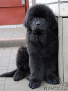 Превью фото № 173844