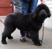 Превью фото № 173849