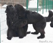 Превью фото № 173886