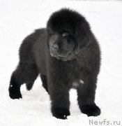 Превью фото № 173922