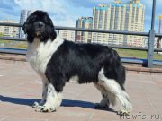 Превью фото № 173964