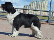 Превью фото № 173965