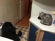 Превью фото № 173970