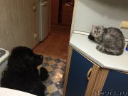 Превью фото № 173972