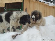 Превью фото № 173985