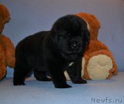 Превью фото № 174008