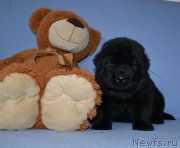 Превью фото № 174013