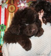 Превью фото № 174034