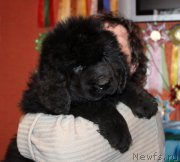 Превью фото № 174039