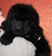 Превью фото № 174042