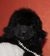 Превью фото № 174043