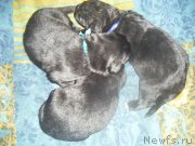 Превью фото № 174059