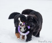 Превью фото № 174093