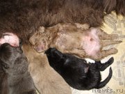 Превью фото № 174118