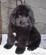 Превью фото № 174184