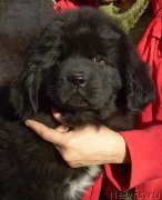 Превью фото № 174188