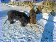 Превью фото № 174196