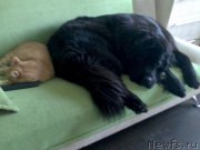 Превью фото № 174216