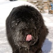 Превью фото № 174265