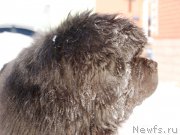 Превью фото № 174266