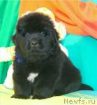 Превью фото № 17427