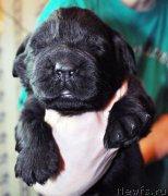 Превью фото № 174292