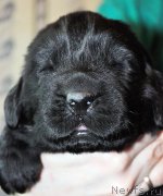 Превью фото № 174295