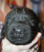 Превью фото № 174312