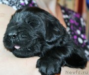 Превью фото № 174313