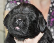 Превью фото № 174317