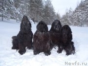 Превью фото № 174345