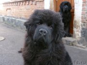 Превью фото № 174376