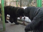 Превью фото № 174377