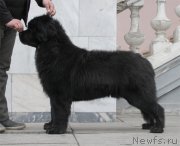 Превью фото № 174395