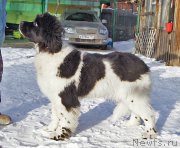 Превью фото № 174412