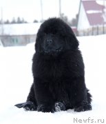 Превью фото № 174463