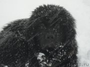 Превью фото № 174493