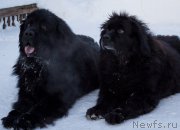 Превью фото № 174519