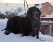 Превью фото № 174520