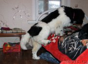 Превью фото № 174523