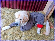 Превью фото № 174564