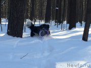 Превью фото № 174570